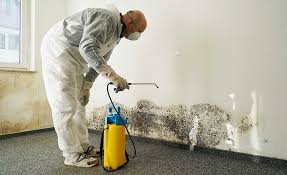 Why You Should Choose Our Mold Remediation Services in Placeholder8